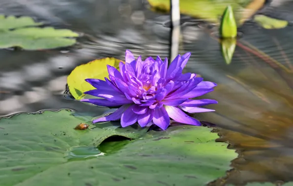 Flower, leaves, water, lilac, pond, Nymphaeum, water Lily