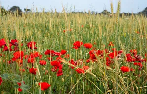 Field, flowers, Mac, rye, Maki, spikelets, red, ears