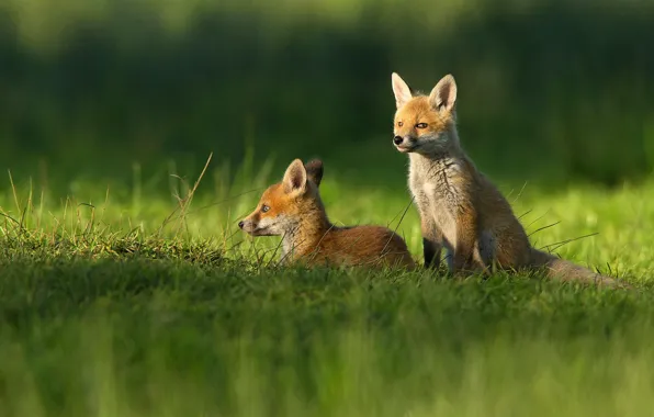 Greens, summer, grass, spring, Fox, lies, Fox, kids