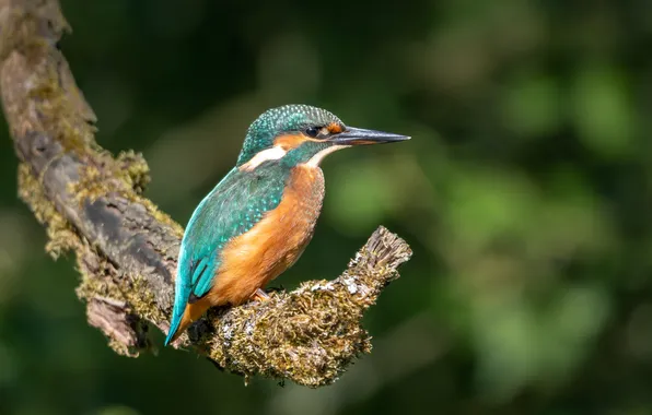 Bird, branch, Kingfisher