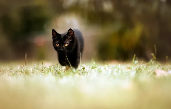 GRASS, BLACK, GREEN, KITTY