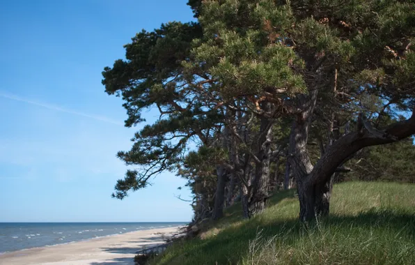 Sea, the sun, pine, Baltic
