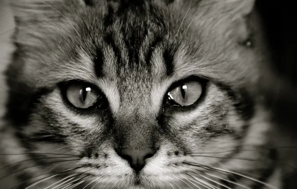 Picture eyes, cat, look, Koshak