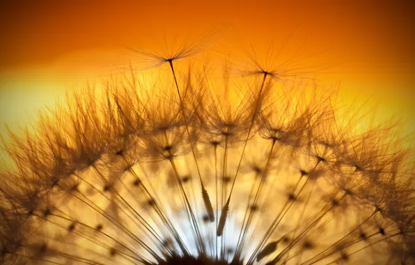 Macro, light, dandelion