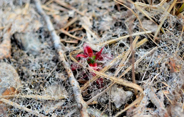 Picture plant, web, spring