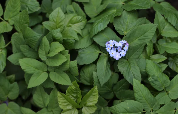 Picture leaves, blue, Flowers, heart, heart, blue, flowers, leaves