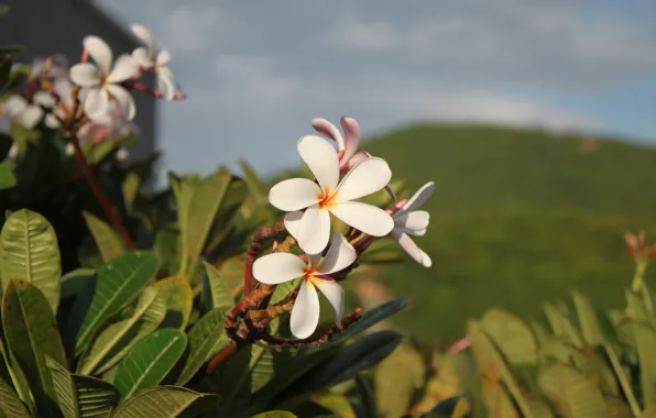 Flowers, Field, Plant, Plumeria, Petals, Thailand, Thailand, Flowers