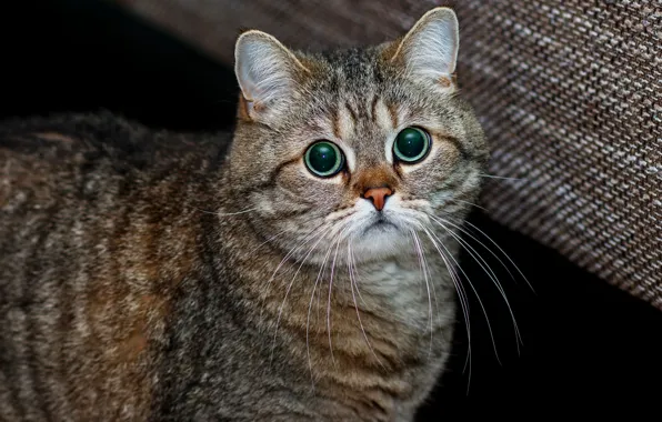 Cat, cat, look, face, pose, grey, portrait, black background