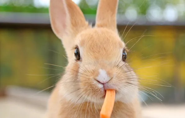 Look, carrot, rabbit, red, face, Bunny, carrots, bokeh