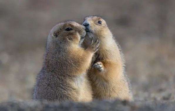 Love, background, a couple, bokeh, rodents, Prairie dogs