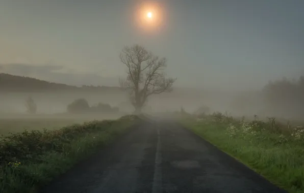 Road, field, the sun, trees, landscape, fog, dawn, Wallpaper from lolita777