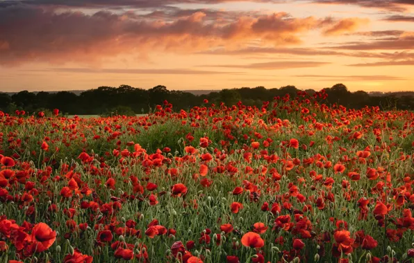 Picture field, the sky, the sun, clouds, trees, sunset, flowers, red