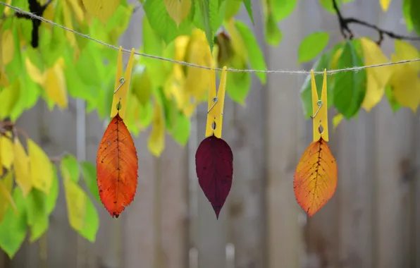 Autumn, leaves, nature, paint, rope, clothespin