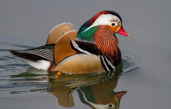 Water, circles, reflection, bird, duck, tangerine