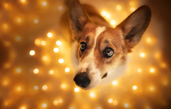 Look, light, nature, lights, pose, glare, dog, face