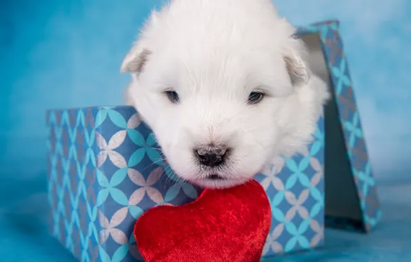White, box, heart, portrait, dog, baby, muzzle, puppy