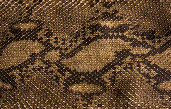Picture snakes, texture, scales, leather