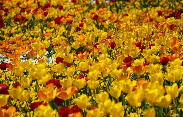Picture flowers, yellow, red, bright, spring, tulips, flowerbed, a lot