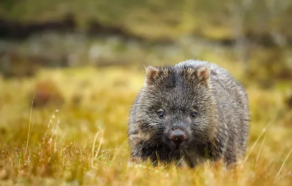 Picture summer, nature, wombat