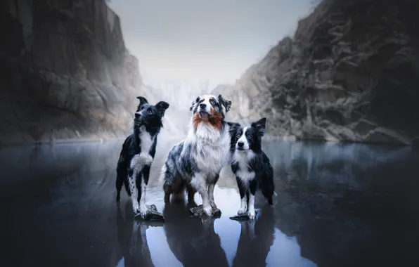 Dogs, mountains, lake, trio, Australian shepherd, Trinity, The border collie, Aussie