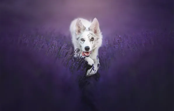 Picture look, dog, lavender, bokeh, The border collie