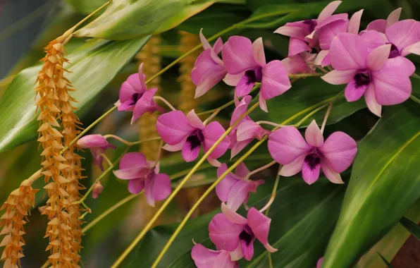 Orchids, Dendrobium Phalaenopsis, Dendrochilum Cobb