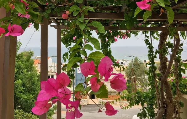 Flowers, The sky, Nature, Sea, Summer, Plants, Nature, Sky