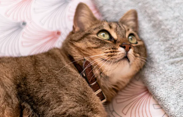 Cat, cat, look, face, pose, grey, lies, collar
