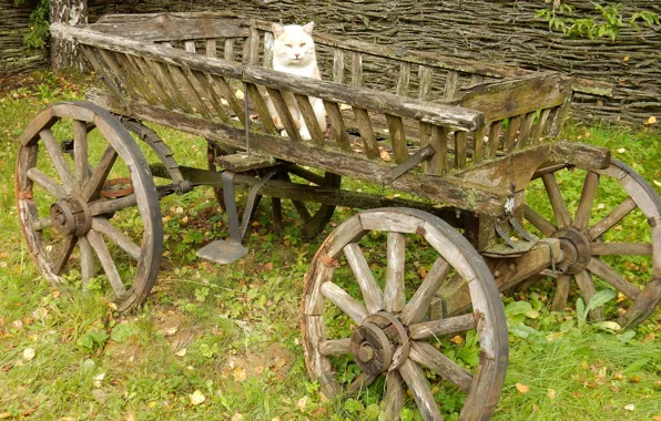 Autumn, cat, cat, mood, widescreen, Wallpaper, wallpaper, cart