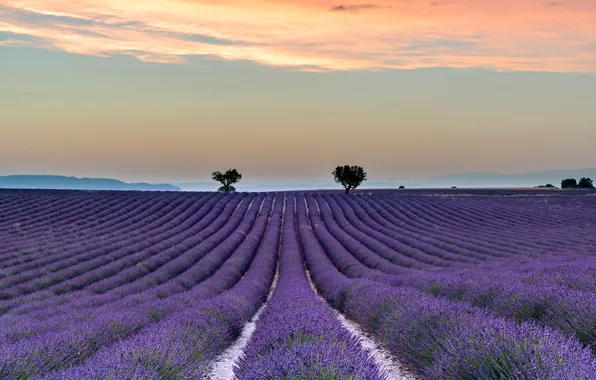 Field, summer, the sky, clouds, trees, flowers, mountains, nature