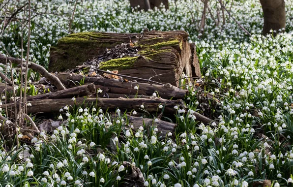Forest, flowers, glade, spring, snowdrops