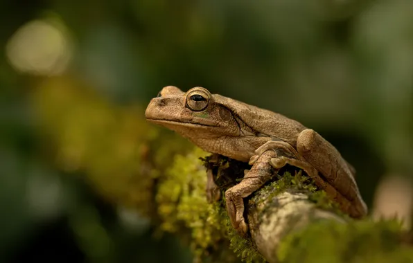 Picture look, background, frog, amphibian