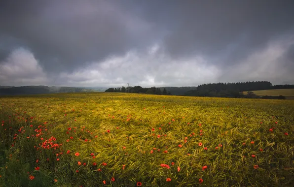 Field, forest, summer, the sky, flowers, clouds, rye, Maki