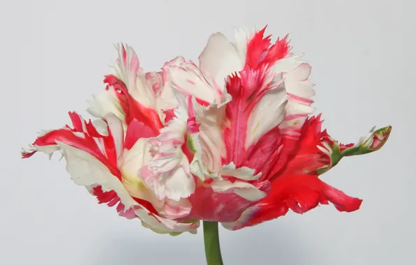 Picture macro, petals, tulips
