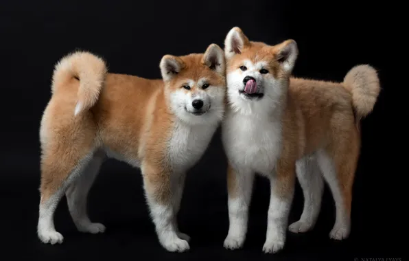 Picture a couple, black background, two dogs, Akita inu, Natalia Lays