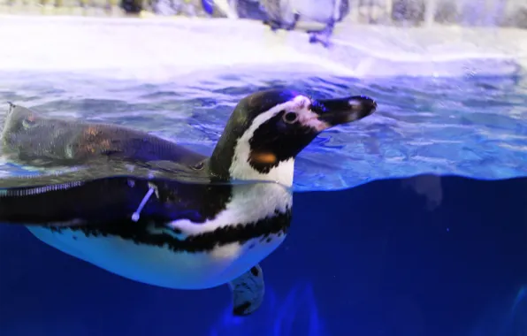 Water, bird, penguin