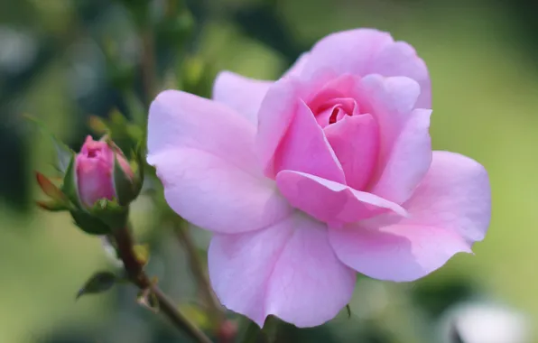 Macro, roses, petals, pink, buds