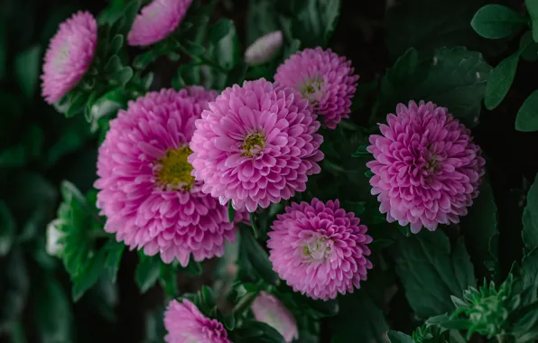 Picture leaves, flowers, garden, pink, the bushes, asters