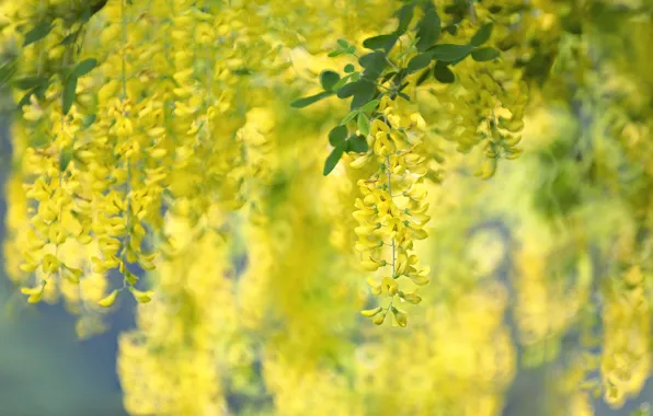 Yellow, bokeh, Wisteria