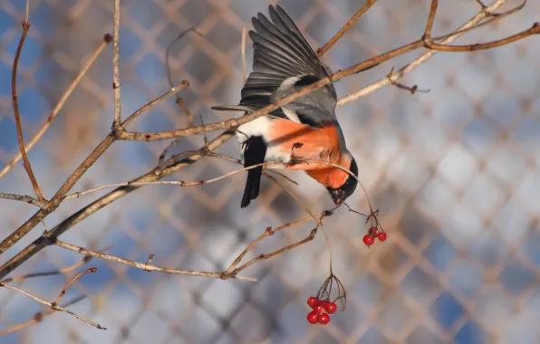 Winter, birds, berries, bullfinch, eating, photohunt