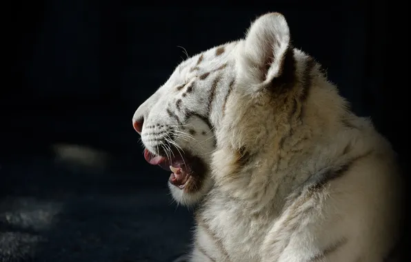 Picture cat, face, profile, white tiger