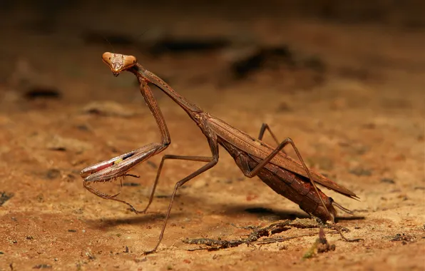 Picture macro, mantis, insect