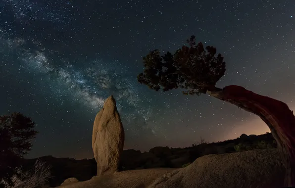 Stars, night, rock, tree, CA, USA, Joshua Trees National Park