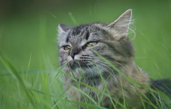 Picture summer, grass, eyes, cat