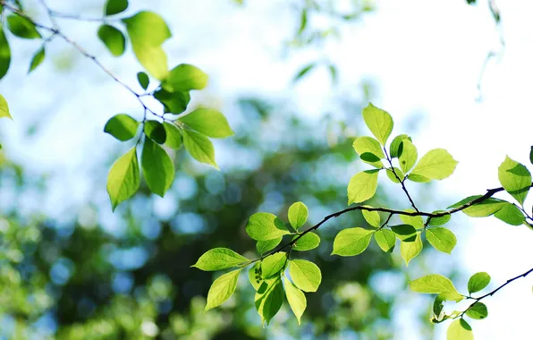 Picture leaves, branches, spring, green