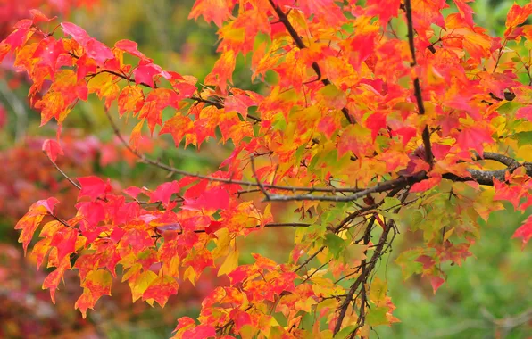 Autumn, leaves, macro, branch, the crimson