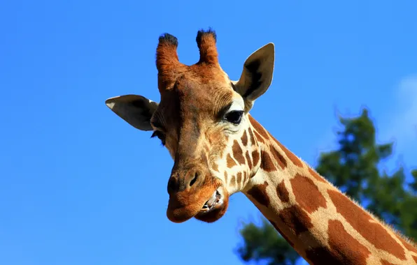 Picture the sky, giraffe, grin, neck