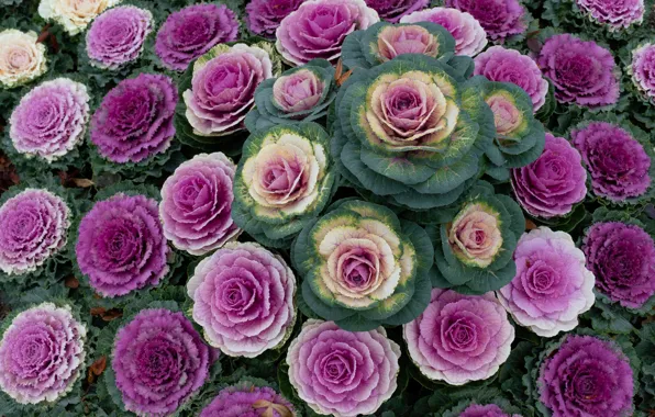 Picture greens, purple, garden, flowerbed, a lot, lilac, Ornamental Kale, cabbage leaves