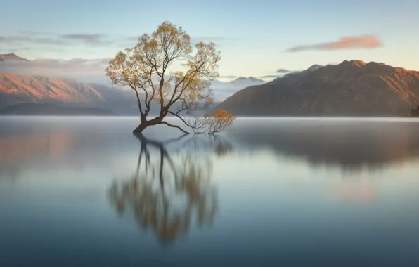 Picture trees, New Zealand, pond