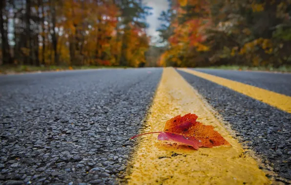 Road, autumn, sheet